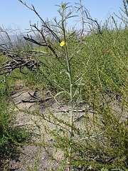 camissonia californica